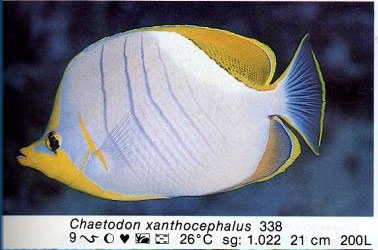 Chaetodon xanthocephalus